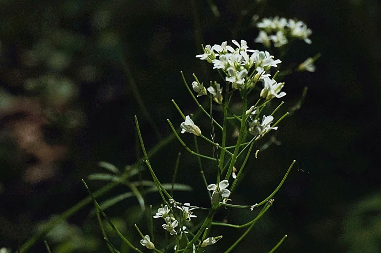 horseradish