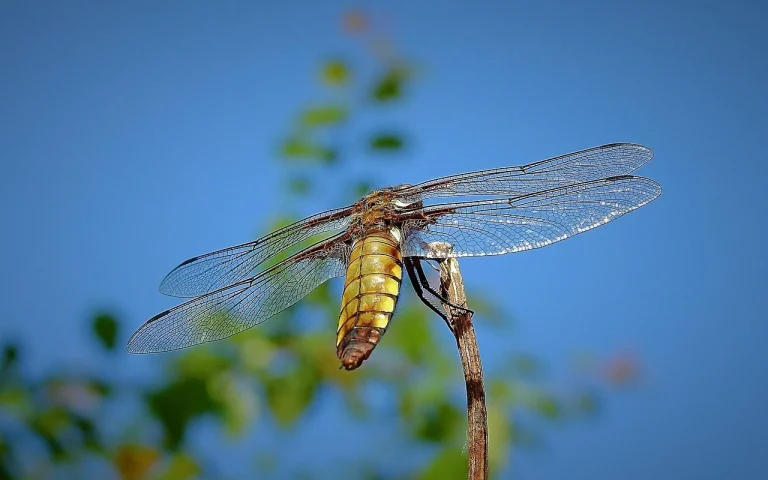 arzator grasimi abdomen