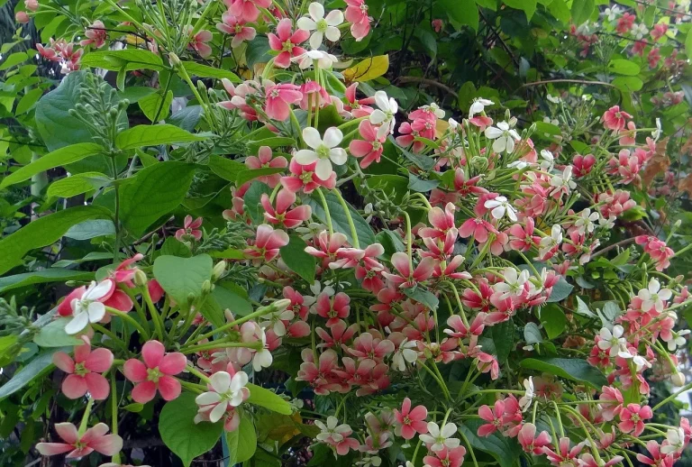 ce este citrulina malat