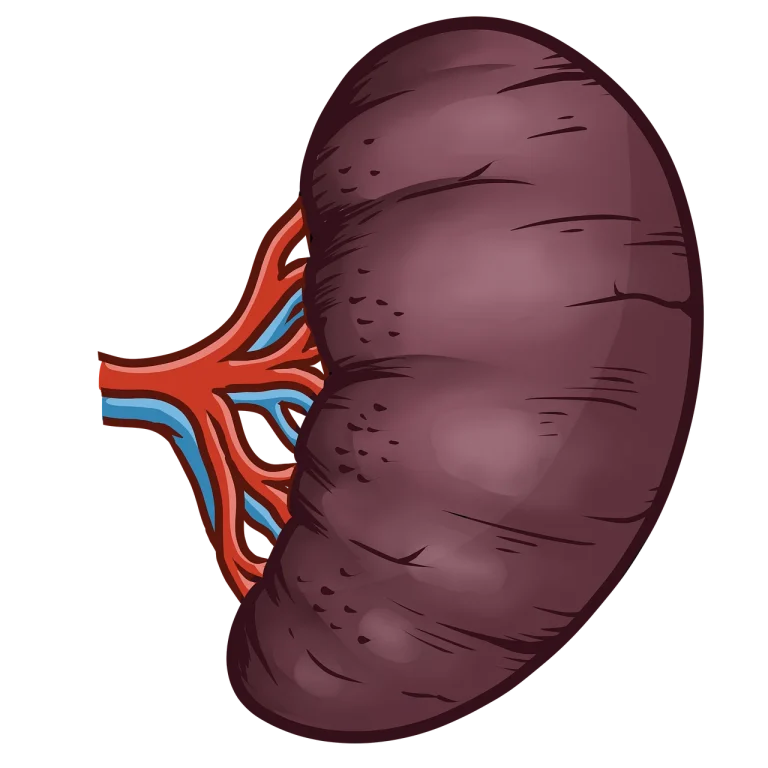 dimensiuni splina copii