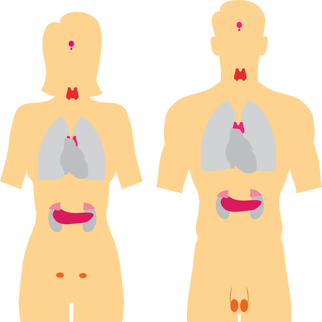 glanda tiroida tratament euthyrox