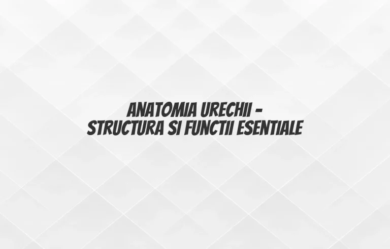 anatomie ureche