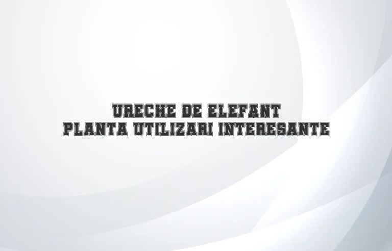 ureche de elefant planta