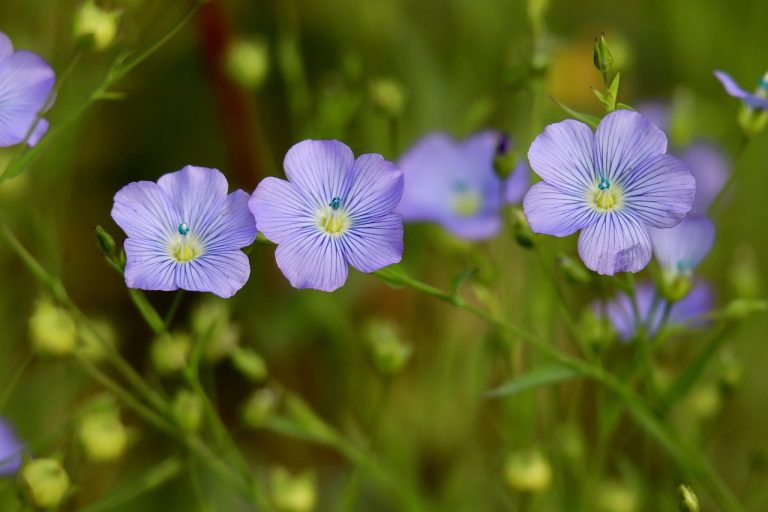 dieta cu seminte de in 7 zile