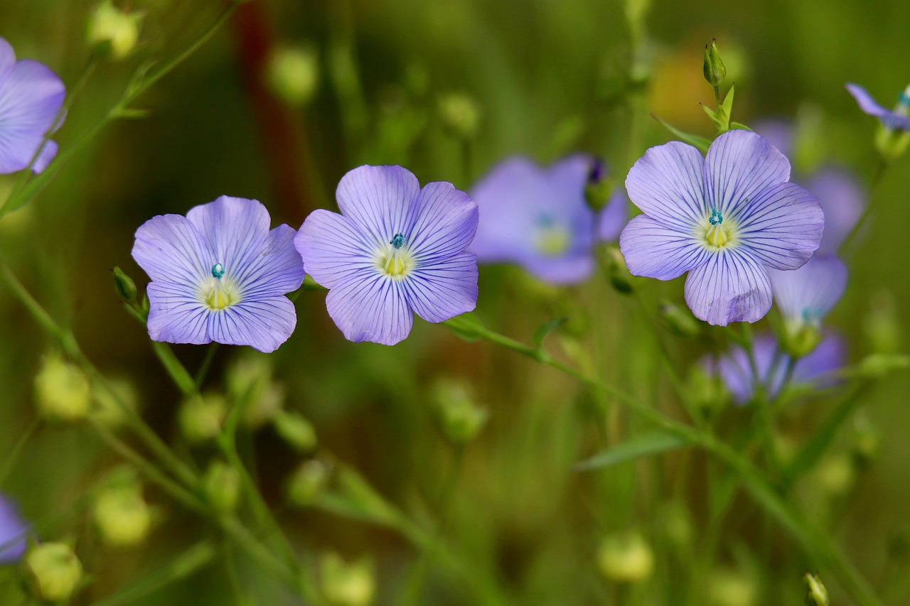 dieta cu seminte de in 7 zile